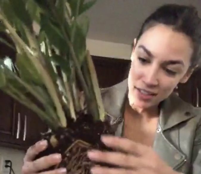 Video Thousands Watch Ocasio Cortez Repot Plant During Latest 5037